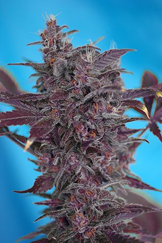 Sweet Seeds Black Cream Auto Feminised Seeds