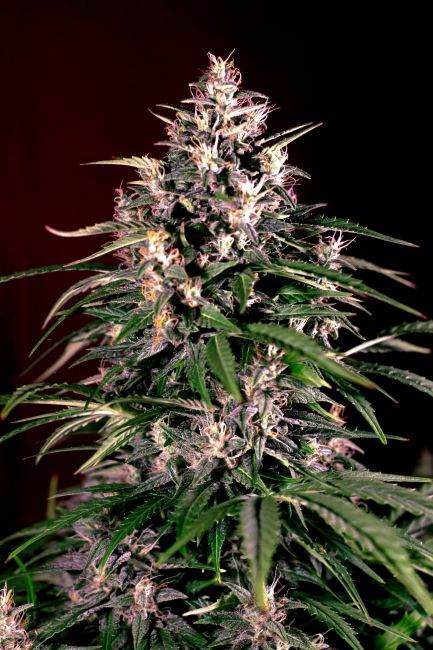 G13 Labs Dosi Auto Feminised Seeds