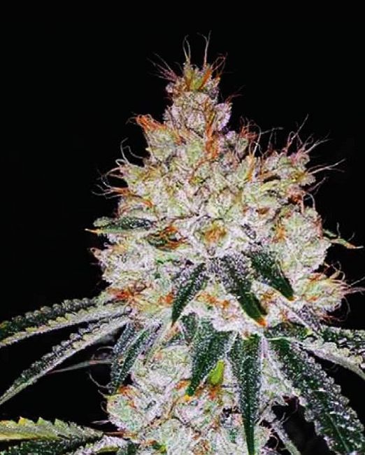 Expert Seeds OGesus Auto Feminised Seeds