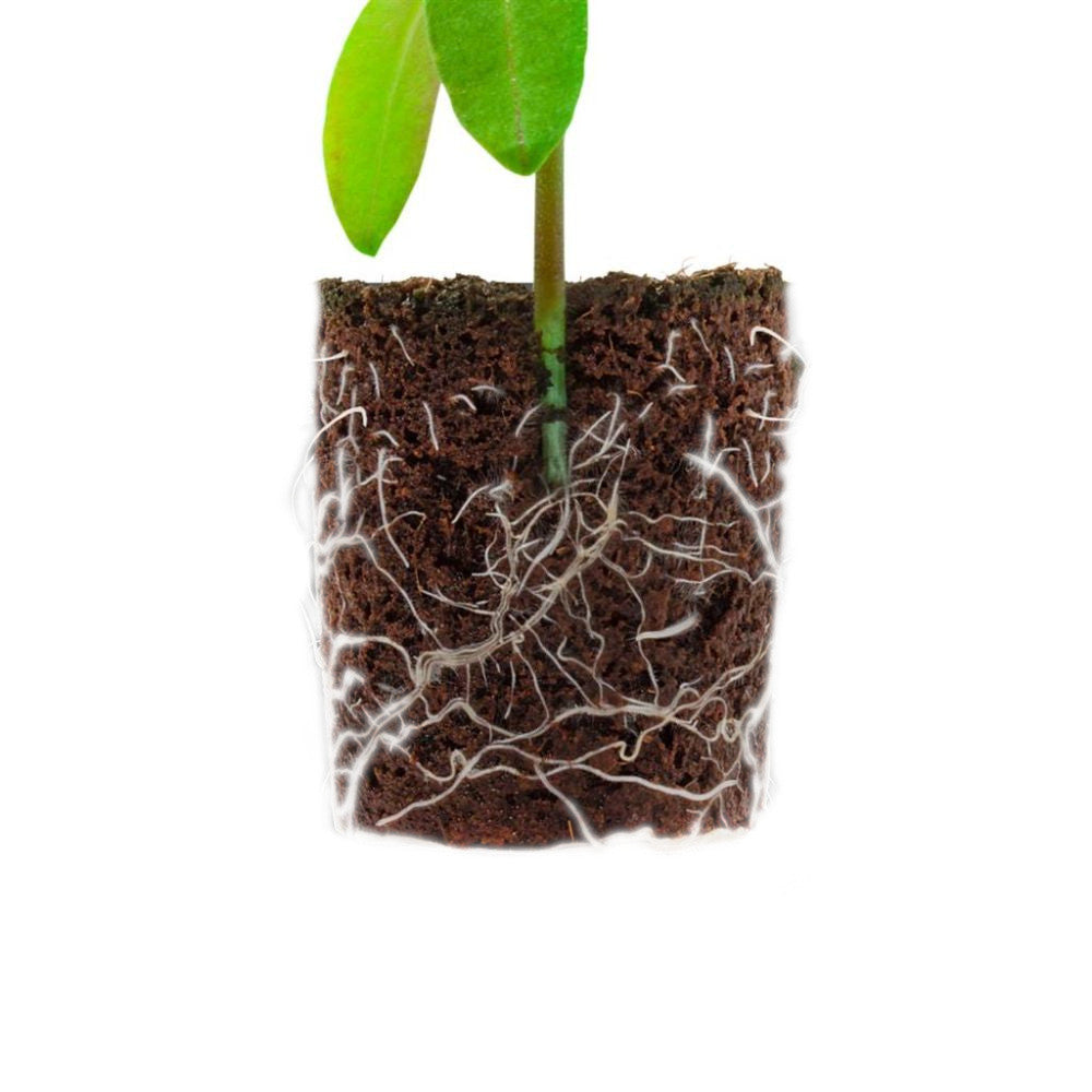 Root!t Dry Peat Free Plug ohne Pflanzgefäß, 1 Stück