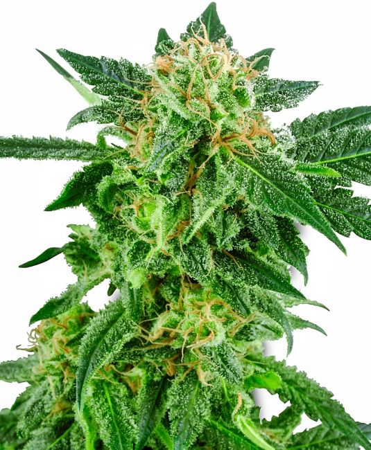 White Label Seed Company Snow Ryder Auto Feminised Seeds