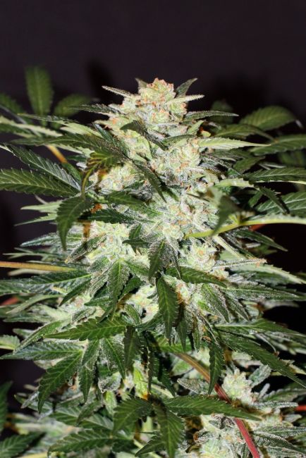 Exotic Seed Monster Mash Auto Feminised Seeds