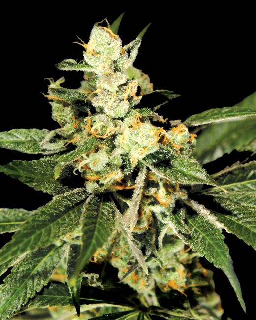 Greenhouse Seed Co. Trainwreck Feminised Seeds