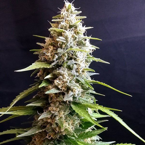 G13 Labs Maltezerz Feminised Seeds