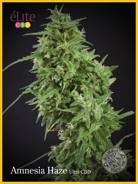 Elite Seeds Amnesia Haze Ultra CBD Feminised Seeds