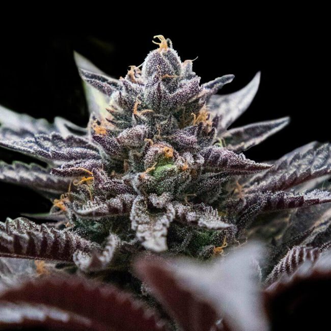 DNA Genetics Double Stuffed Sorbet Feminised Seeds (Sorbet Collection)