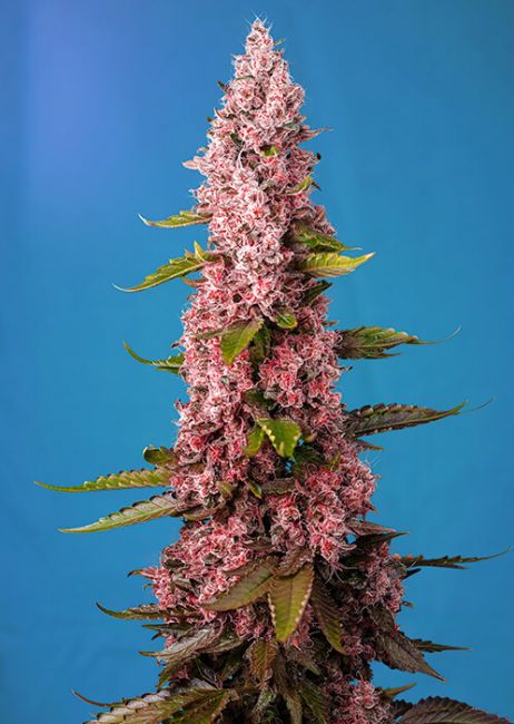 Sweet Seeds Red Hot Cookies Feminised Seeds