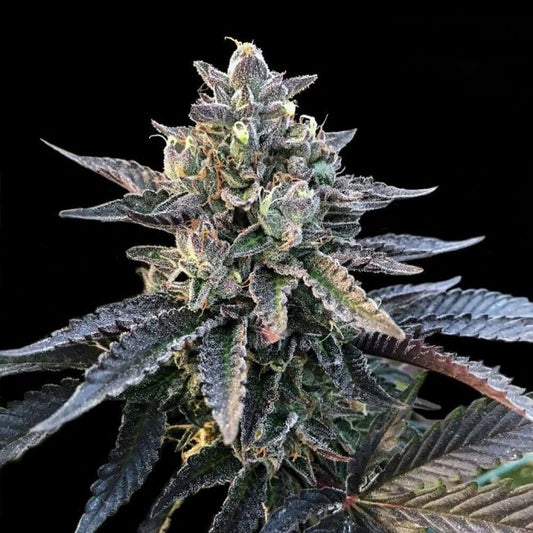 DNA Genetics Gelato Sorbet Feminised Seeds (Sorbet Collection)