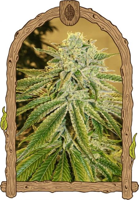 Exotic Seed White Banana Auto Feminised Seeds