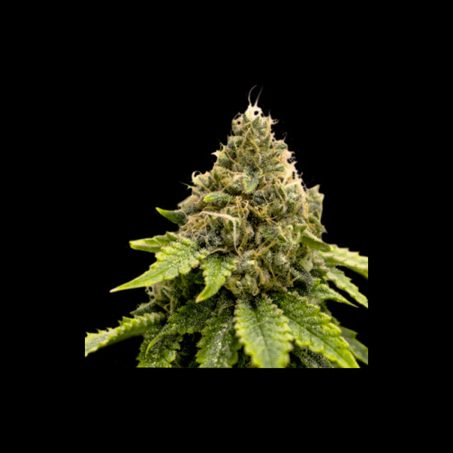 Super Sativa Seed Club Karel's Dank Regular Seeds