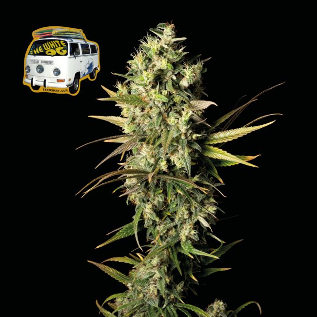 Seedsman The White OG Feminised Seeds