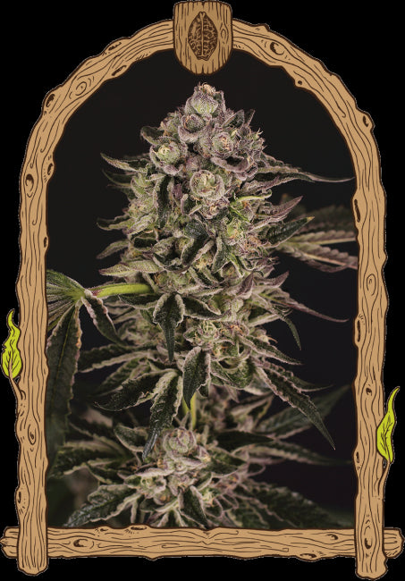 Exotic Seed Quick Sherbet Feminised Seeds