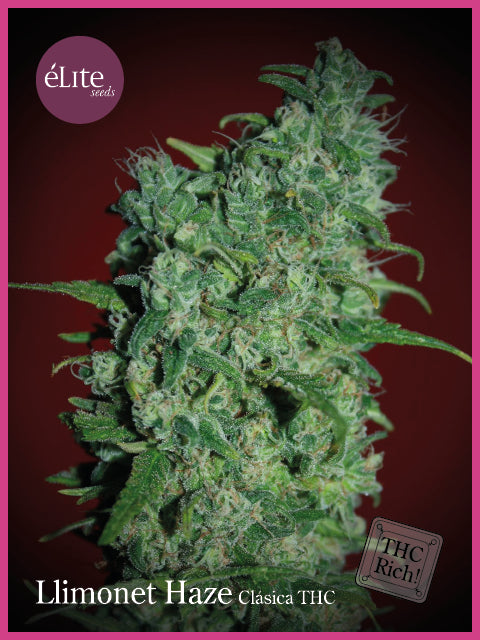 Elite Seeds Llimonet Haze Classic THC Feminised Seeds