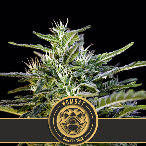 Blimburn Seeds Wombat Feminised Seeds