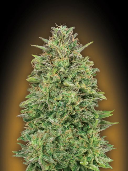 00 Seeds 00 Skunk Feminised Seeds