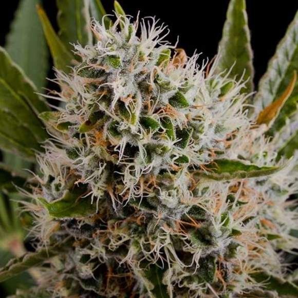 Nirvana Seeds Lithium OG Kush Regular Seeds