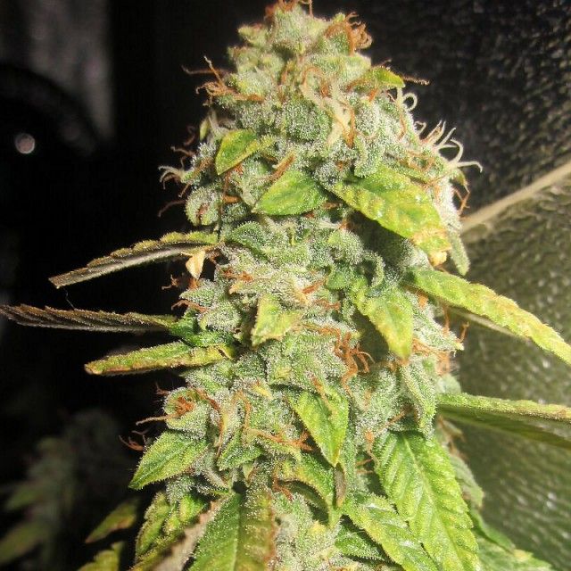 Pheno Finder Seeds Notorious OG Feminised Seeds