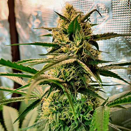 Expert Seeds Grandaddy Purple Auto Feminised Seeds