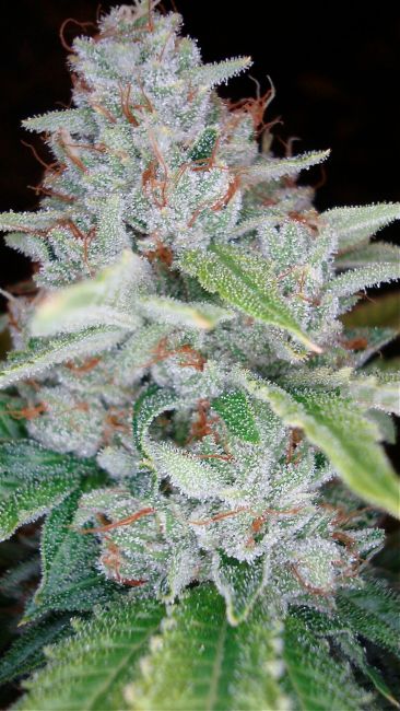 DNA Genetics Skywalker Kush Feminised Seeds