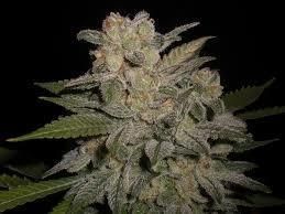 Lineage Genetics NL #5 x Big Bud #1 Auto Feminised Seeds