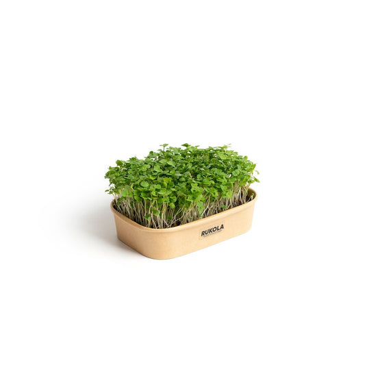 Pestebna Set for home cultivation Microgreens Rukola