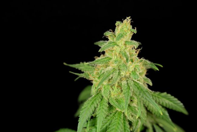 House of the Great Gardener Rene CBD Feminised Seeds