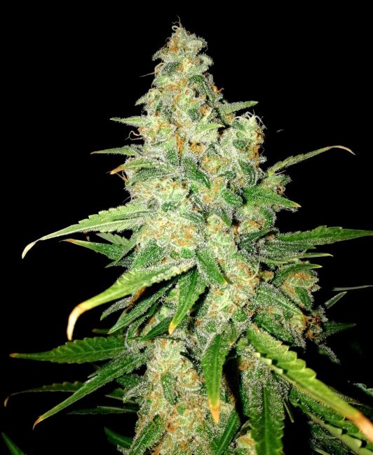 Lineage Genetics Zkittlez Feminised Seeds