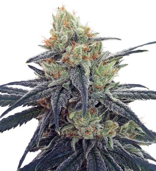 Ace Seeds CBD #1 Feminised Seeds