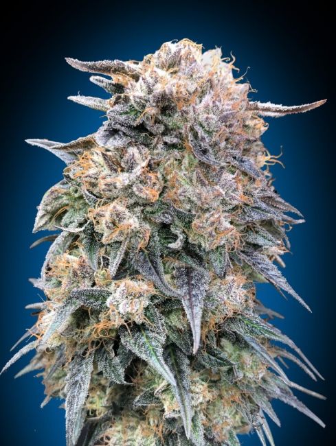 00 Seeds 00 Kush FAST Feminised Seeds