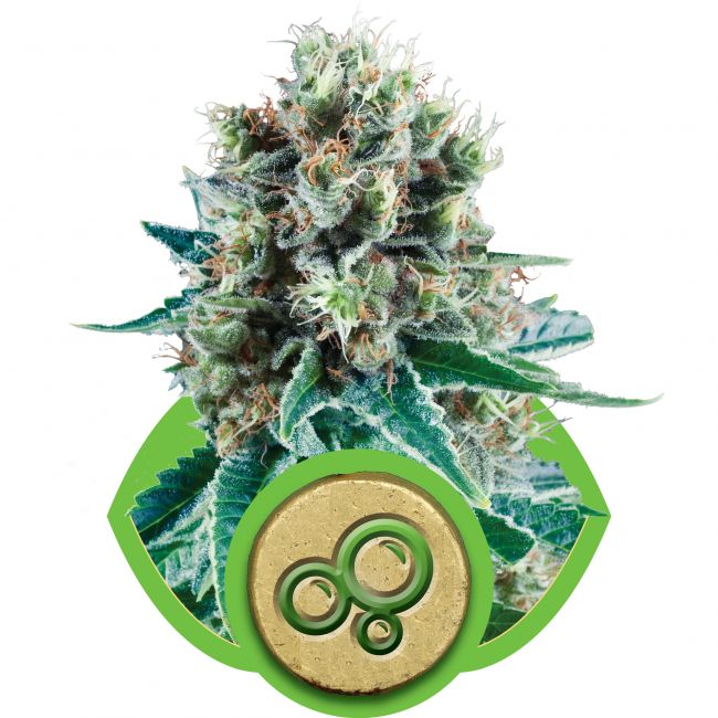 Royal Queen Seeds Bubble Kush Auto Feminised Seeds