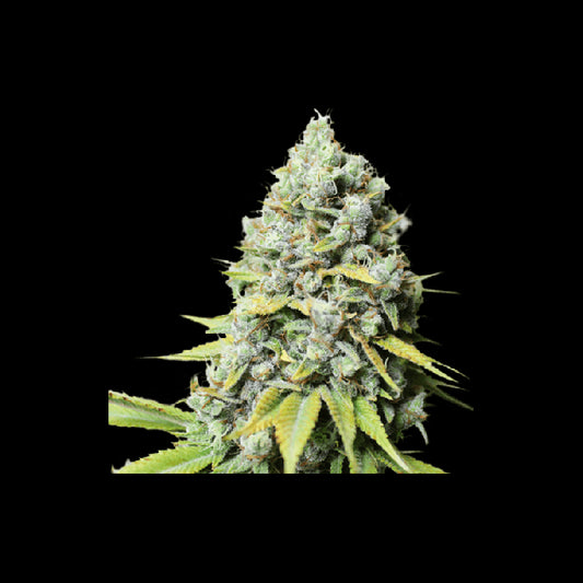 Super Sativa Seed Club Kosher Haze Feminised Seeds