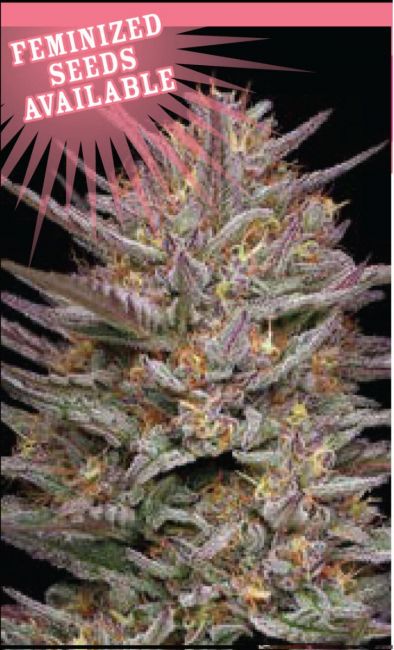 Humboldt Seed Co. Raspberry Parfait Feminised Seeds