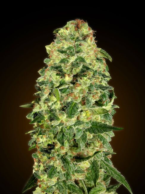 00 Seeds California Kush Auto Feminised Seeds