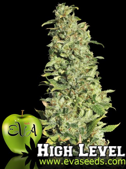 Eva Seeds High Level Feminised Seeds - 3+