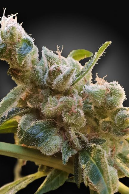 Paradise Seeds Relax CBD Feminised Seeds (CBDrelax‚Ñ¢)