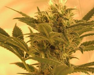 Kannabia Seeds Big Band Feminised Seeds