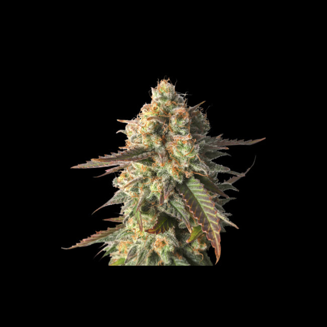 Super Sativa Seed Club Strawberry Chemdawg OG Feminised Seeds