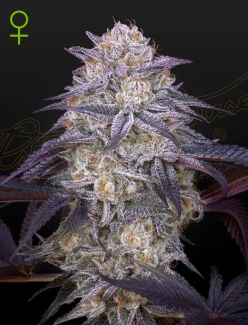 Greenhouse Seed Co. King's Juice Auto Feminised Seeds