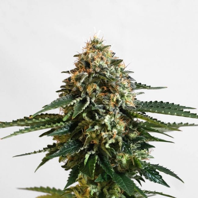 Kannabia Seeds Kannabia THCV Feminised Seeds