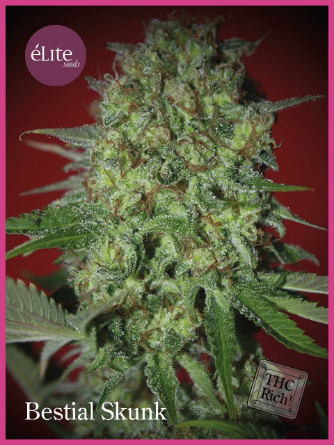 Elite Seeds Bestial Skunk Feminised Seeds