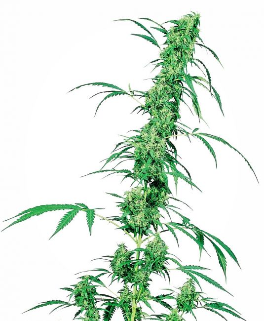 Sensi Seeds Fruity Juice Regular Seeds