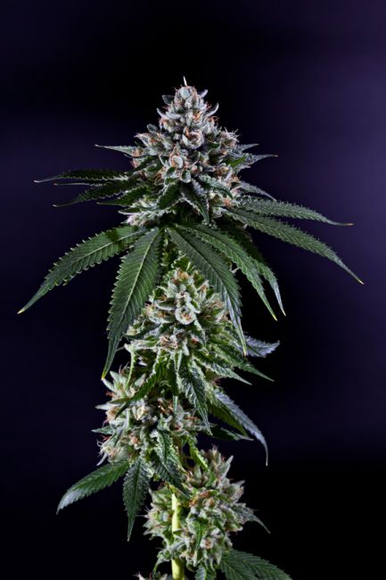 Grand Daddy Genetics Ken's Kush Regular Seeds