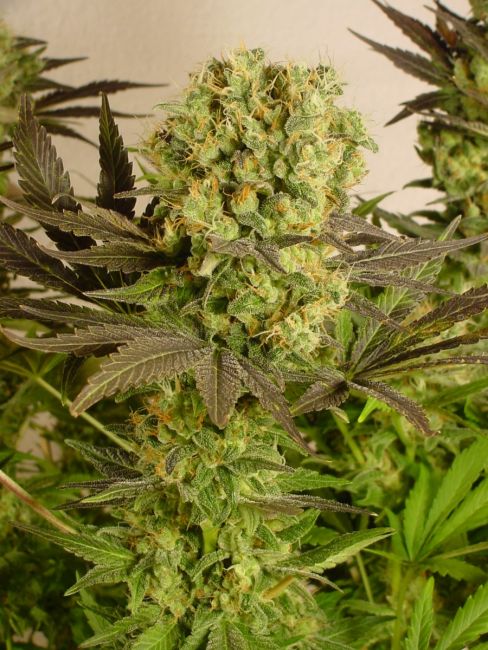 Serious Seeds Motavation Feminised Seeds