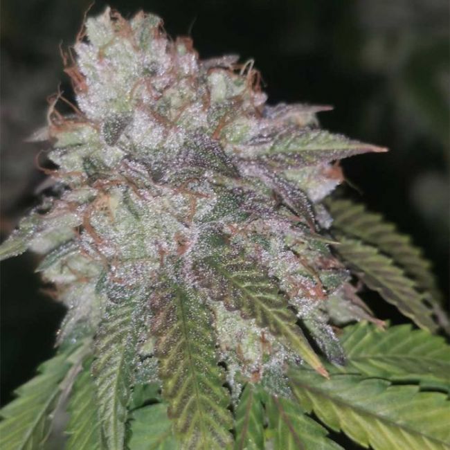 Pheno Finder Seeds Runtzosa Feminised Seeds