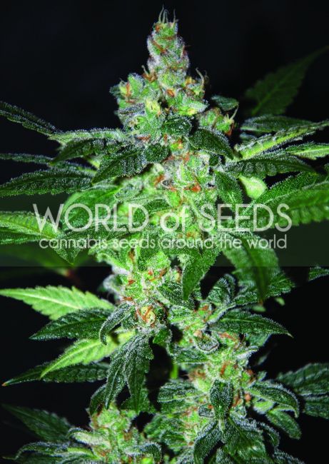 World of Seeds Amnesia Feminised Seeds