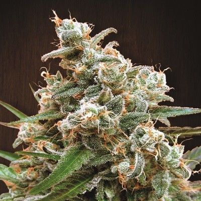 Ace Seeds Nepal Jam Regular Seeds - Breeders Pack