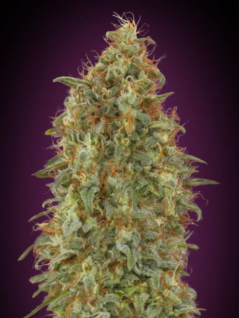 Advanced Seeds Zkittlez Fast Feminised Seeds