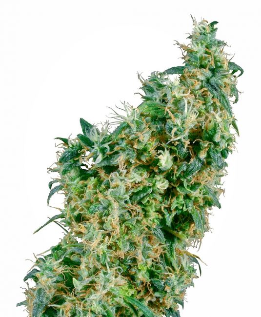 Sensi Seeds First Lady Regular Seeds