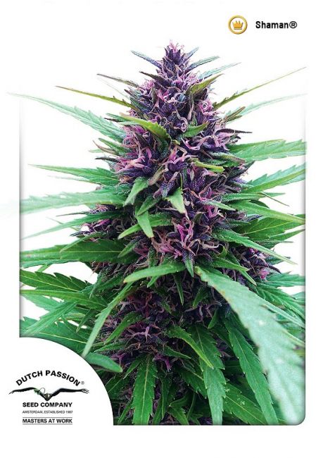 Dutch Passion Shaman Regular Seeds