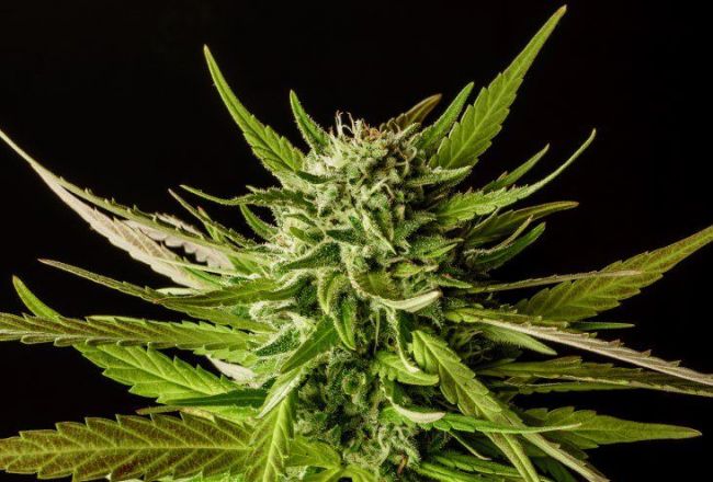 Kannabia Seeds DoSiDos Feminised Seeds